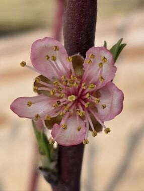 Meet your Posher, Robin